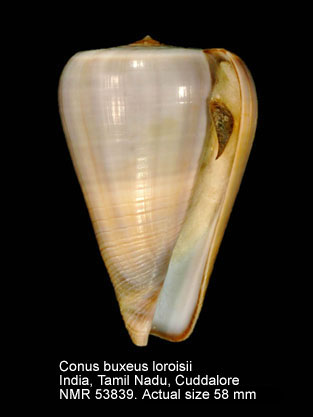 Conus loroisii.jpg - Conus buxeus loroisiiKiener,1846